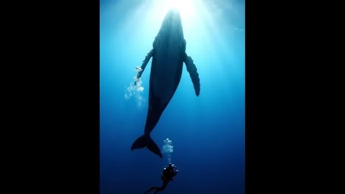 特种使命 - 深蓝星球：探索海洋深处的未知世界